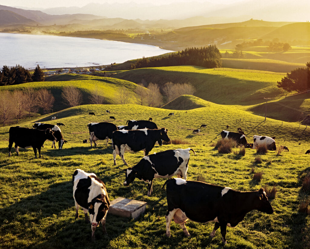 cows in field in new zealand